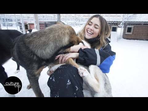 We Went Husky Dog Sledding In Lapland! | Vlog Day 2 image